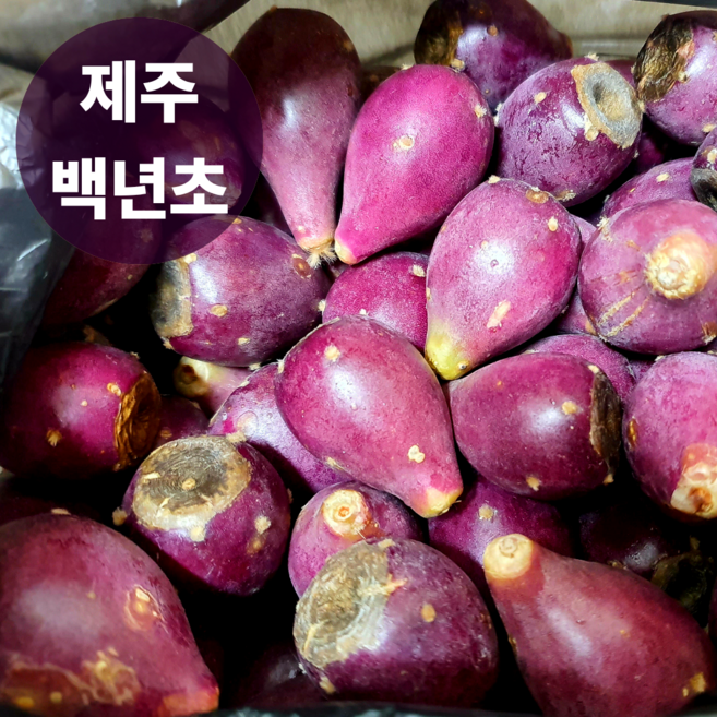 [초특가할인] 백년초 제주 백년초 열매 생과 선인장 열매, 1박스, 제주 백년초 10kg