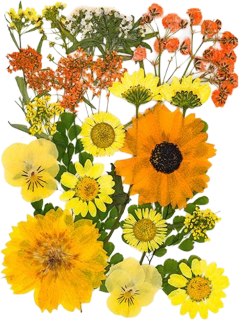 압화 책갈피 DIY 책갈피 드라이플라워 북마크, 1세트, 드라이플라워 옐로 계열