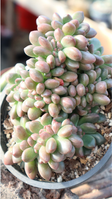 큰 사이즈 패러독스철화 키우기쉬운 다육식물, 1개