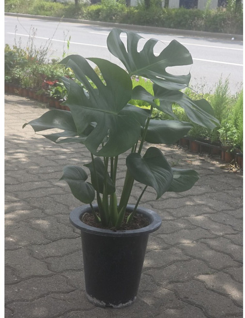 인기식물 그린식물팜 몬스테라 개업화분 반려식물 중대형, 1개