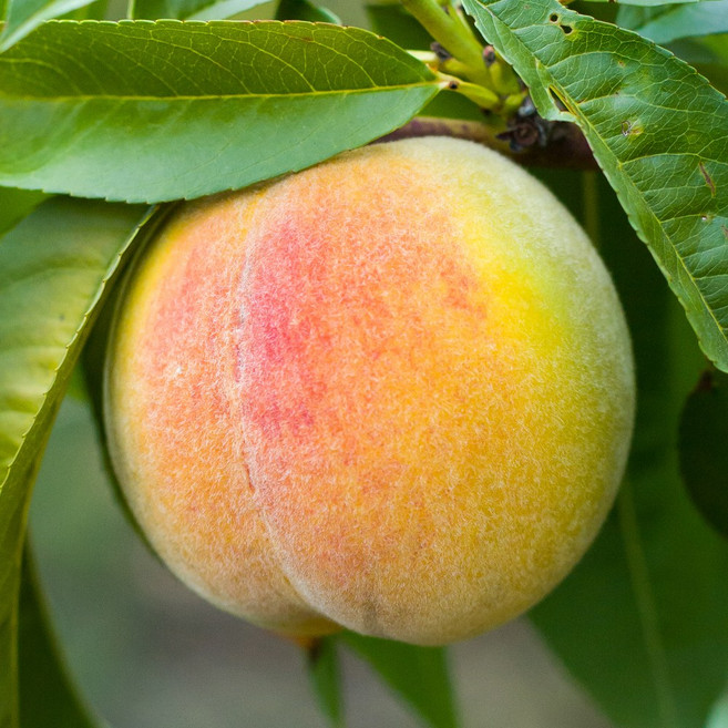 [충북농원] 수황 조생종 황도 복숭아나무 묘목 - 1년생 접목묘, 1개, 접목/1년생/상묘