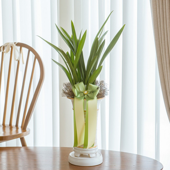 나눔플라워 전국 저가 동양란 취임 진급 승진 승진란 진급란 개업 개업란 축하 꽃배달서비스 당일꽃배달, 보세 일반분(백), 1개