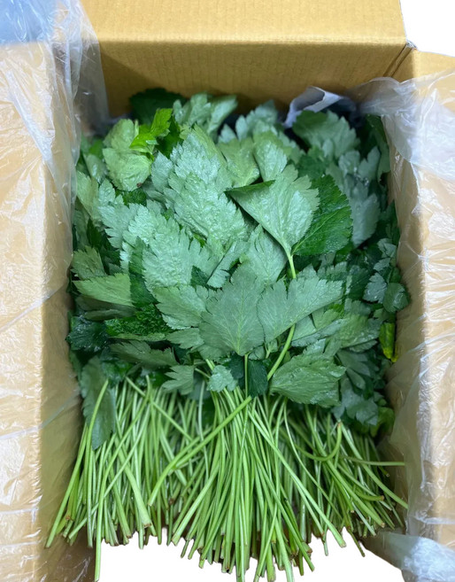 애초야 참나물 신선한 산지직송 당일수확 제철 신선한 채소 국내산 4kg, (국내산) 참나물 4kg