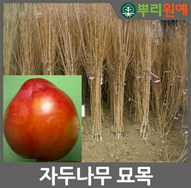 자두나무묘목 추이자두나무 가을왕자두 s26, 1개