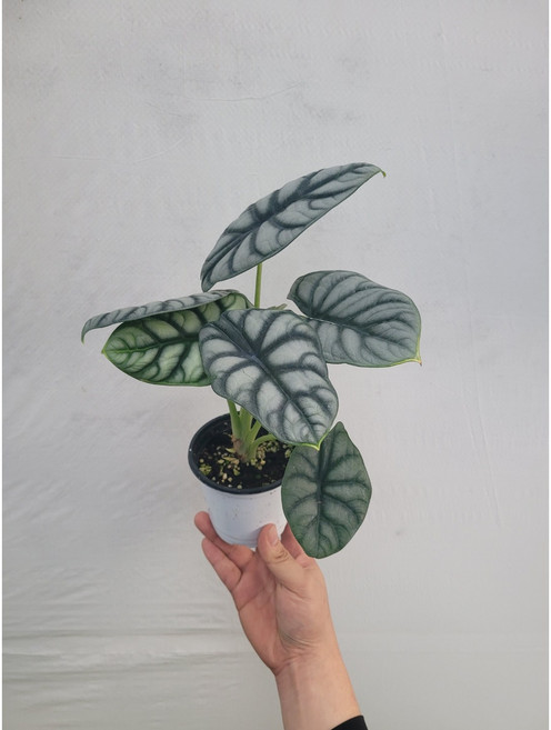 명품알로카시아 실버드래곤 알로카시아 소품 15~25cm 99, 1개