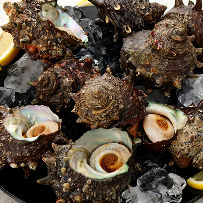 노씨고집 산지직송 국산 통영 정품 뿔소라, 1개, 3kg (kg당 4-8미)