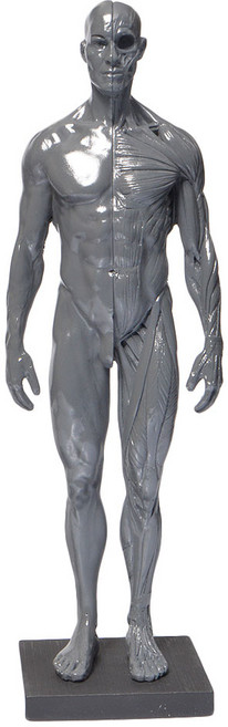 남자 인체모형 아나토미 레진 피규어 해부학 근육 신체구조 학습용, 1개