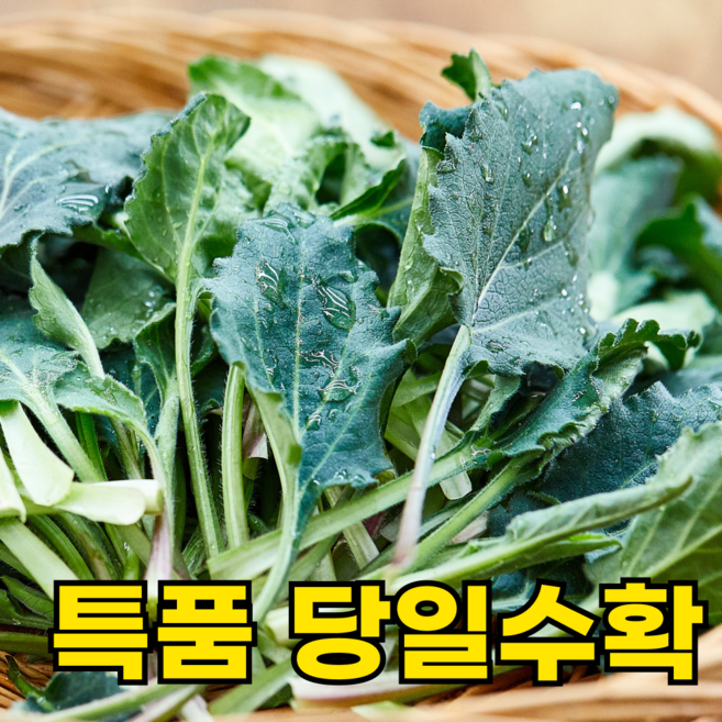 [100박스한정특가] 국산 생 취나물 봄나물, 4kg, 1박스