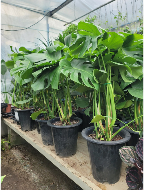 [어썸플라워] 몬스테라 대품 키 70-90 cm 인기식물 인테리어 식물, 1개