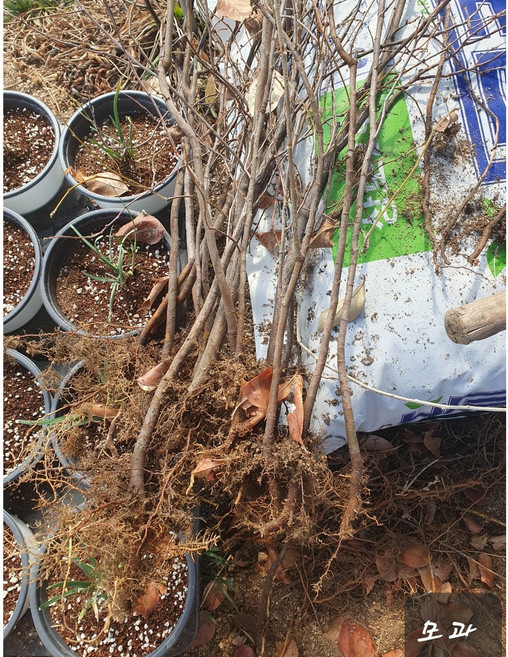 모과 실생5년 분털이 1개, 천연색