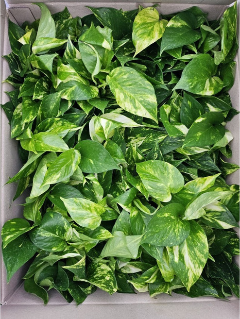 에이피팩토리 4개발송 골드마블스킨답서스 소품 반려식물, 1개