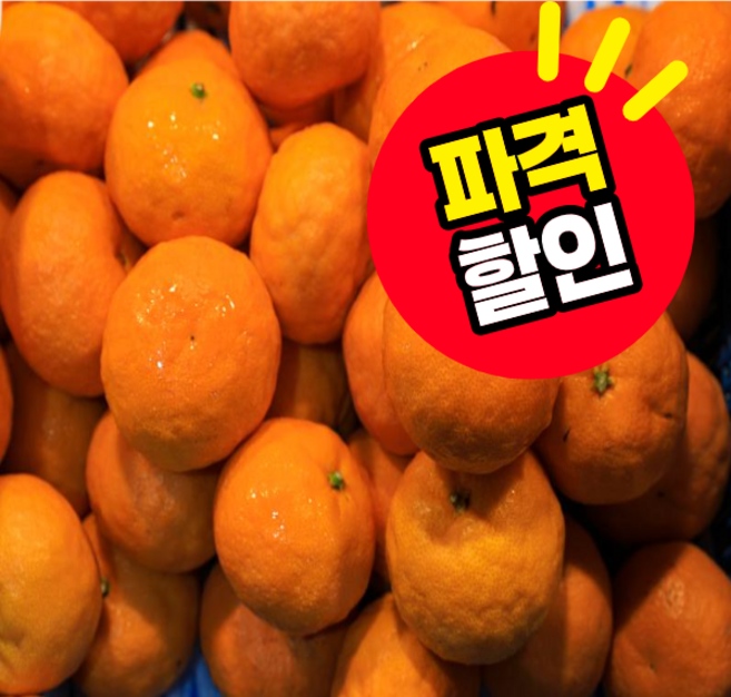 <품담> 제주 카라향 중소과/중과/대과 감귤 산지직송 제철 과일, 1박스, 카라향(중소과)1.5kg