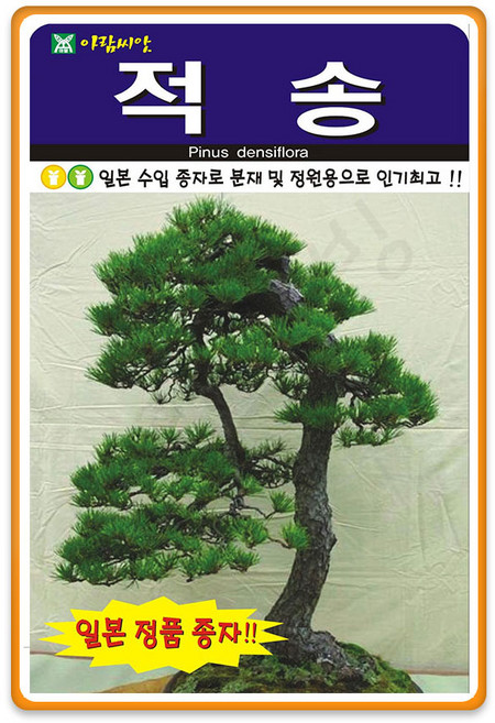 [팜앤리빙] 적송나무씨앗 50립 적송 소나무 종자, 1세트