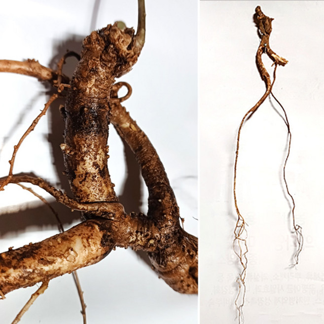 신토불이 자연산 작품용 암벽도라지 /내륙 장생도라지 / 선물용/담금용/작품용, 1개, 소