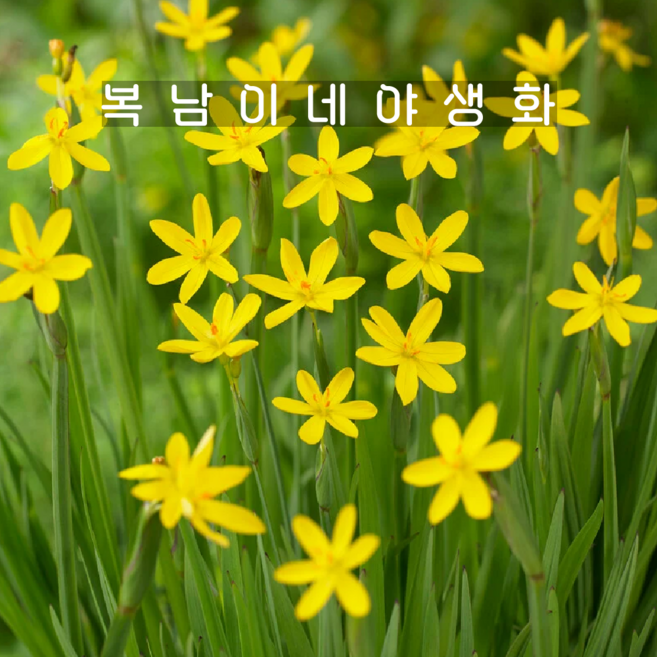 노란등심붓꽃 [4개 복남이네야생화 모종 등심붓꽃 시시린치움 sisyrinchium], 4개
