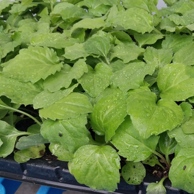 부지깽이나물 묵나물 모종, 부지꺵이 모종