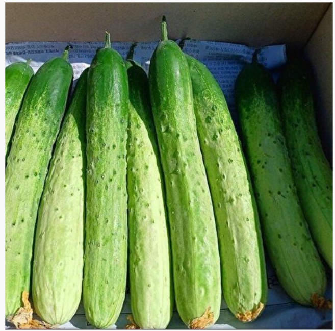 [로아프레시] 당일경매 당일발송 국내산 못난이 다다기 생오이, 10개, 다다기오이