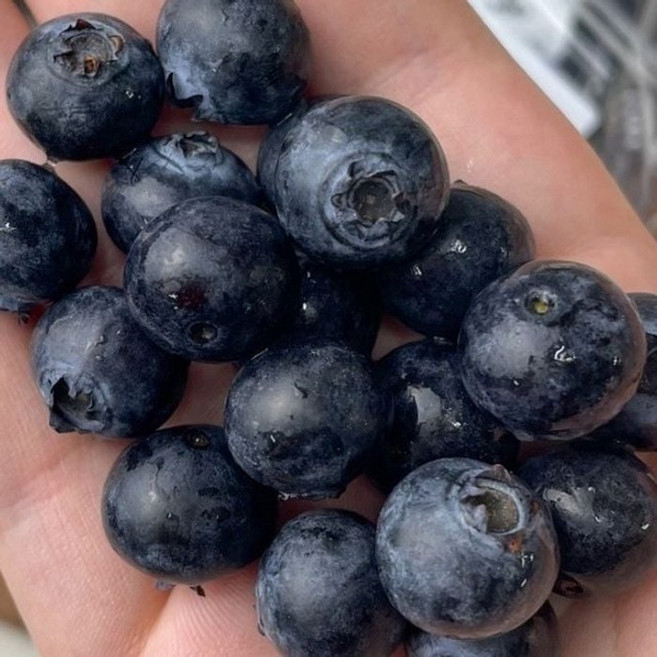 싱싱한 칠레산 생블루베리 125g 1팩 슈퍼푸드 과일