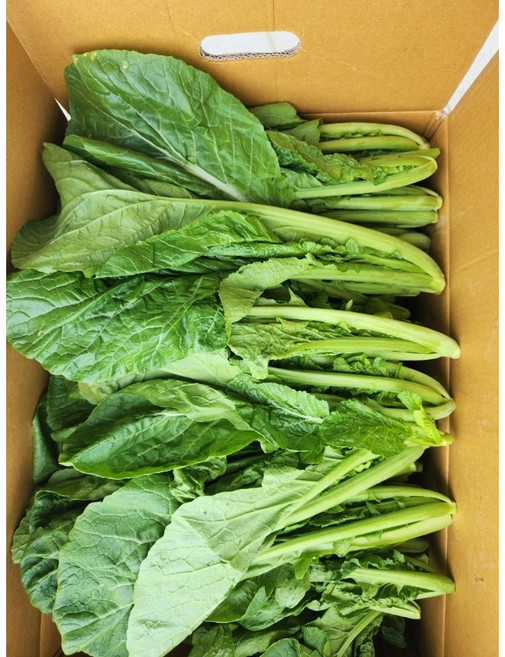 [재영농산] 직접 키운 돌산 생갓 오늘 갓 수확한 싱싱함 그대로 산지 직송! [원산지:국산(전라남도여수시)], 3kg, 1개