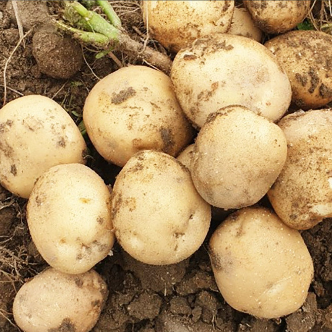 햇 못난이감자 요리용 왕특, 1박스, 5kg 왕특(160~250g)