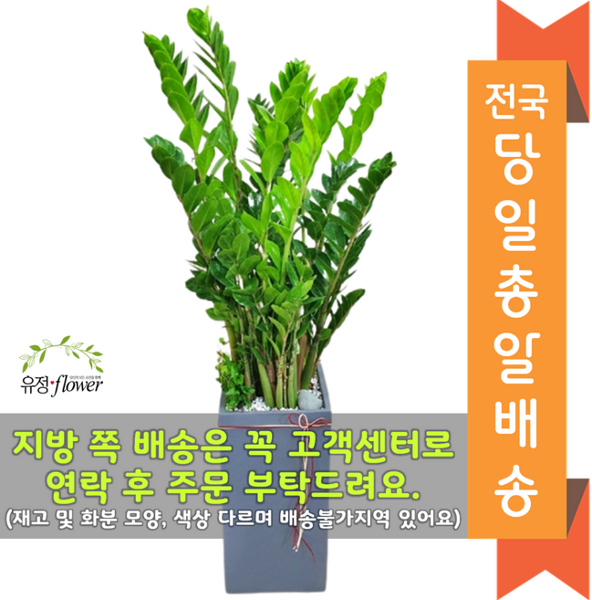 고급대형 화분 개업 축하 화분 전국 당일배송, 22. 금전수 돈나무(기본받침), 1개