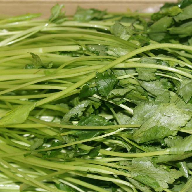 참나물(특) 4kg 1박스 자연대로팜웨이, 1개