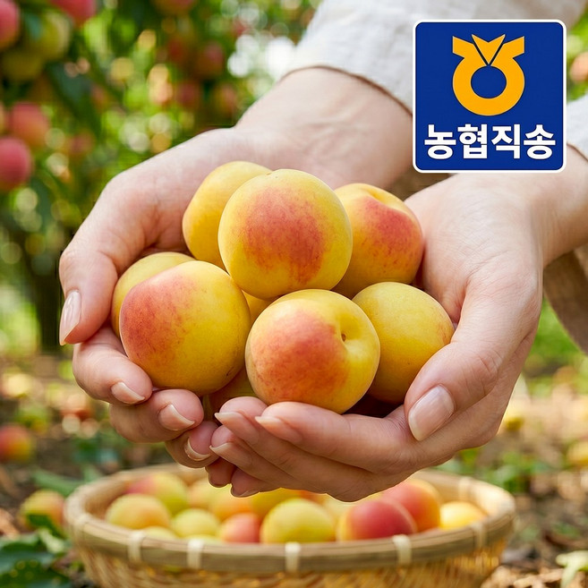 3위 - [농협직송] 백화점납품용 황제 황매실, 1개, 특대 5kg