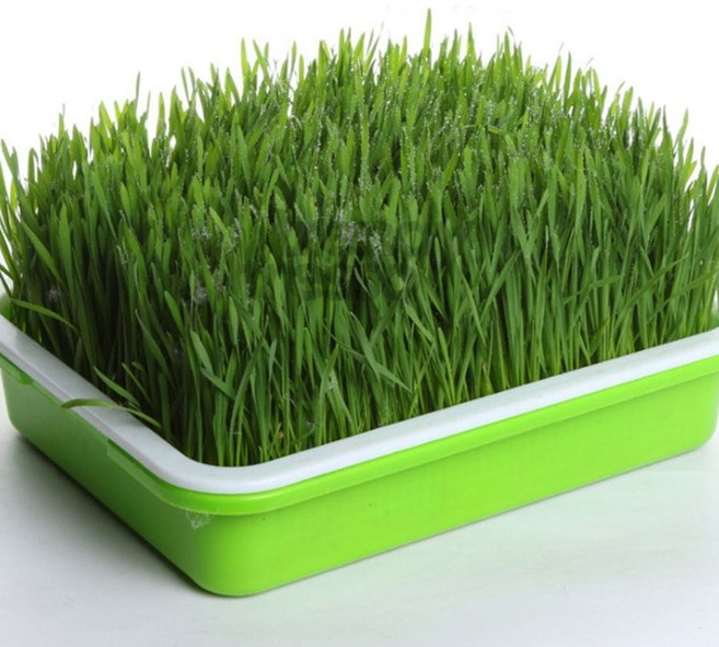 앤서룸 새싹재배키트 반려식물