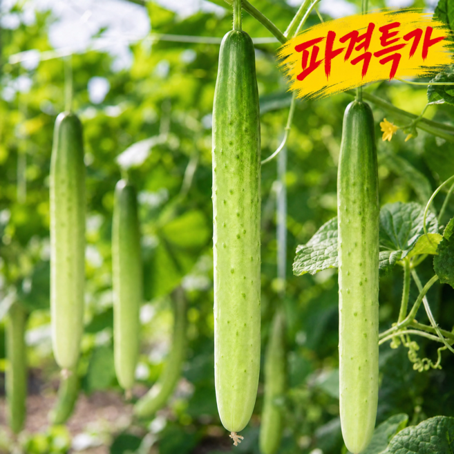 [초특가] 아삭한 백오이 백다다기 오이, 1개, 2kg