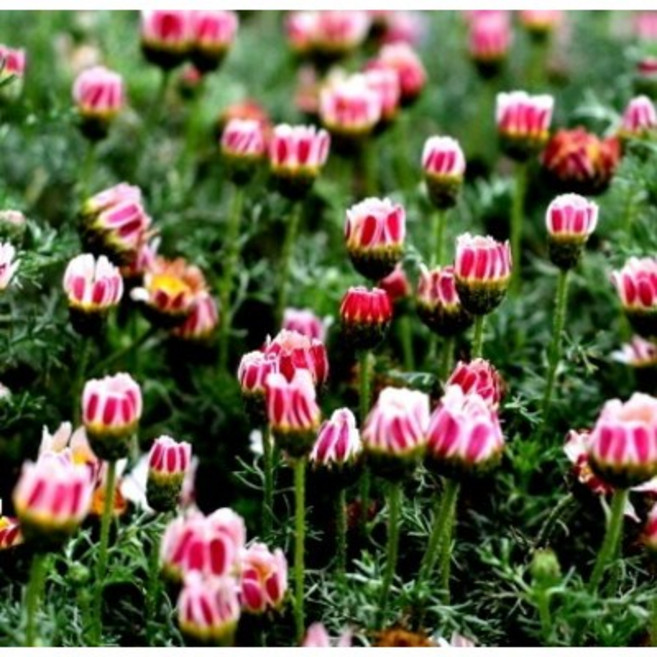 구름국화 아나시클루스 노지월동다년초 허브식물 고산식물 규격10cm화분묘 꽃심야생화, 3개