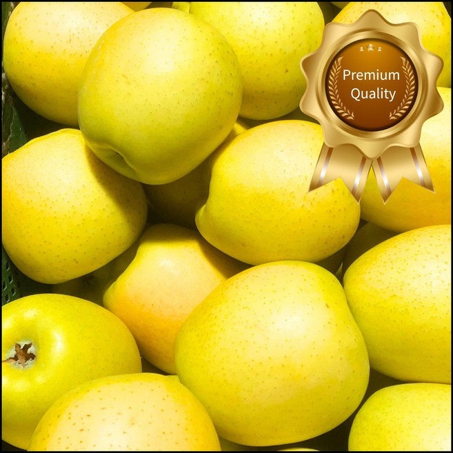 ( 특품 ) 벌꿀당도 프리미엄 시나노골드 노란사과, 1개, 5kg(대과 12~16과)