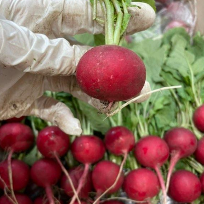 레디쉬 (1KG) RADISH 레디시 적환 빨강무 방울무, 1개, 1KG