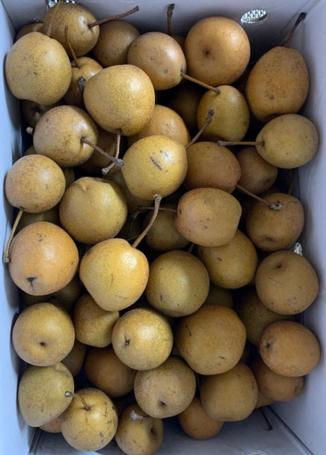 지리산 청정약초 자연산 야생 산돌배(국내산) 5kg, 1개