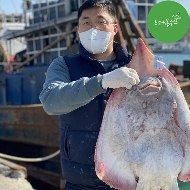 흑산도 홍어 삼합 회 국산 목포 맛집 삭힌 안삭힌홍어 산지직송 (사은품 홍어애 홍어묵 홍어살 랜덤증정), 1개, 국산 참홍어 250g (숙성도 중)