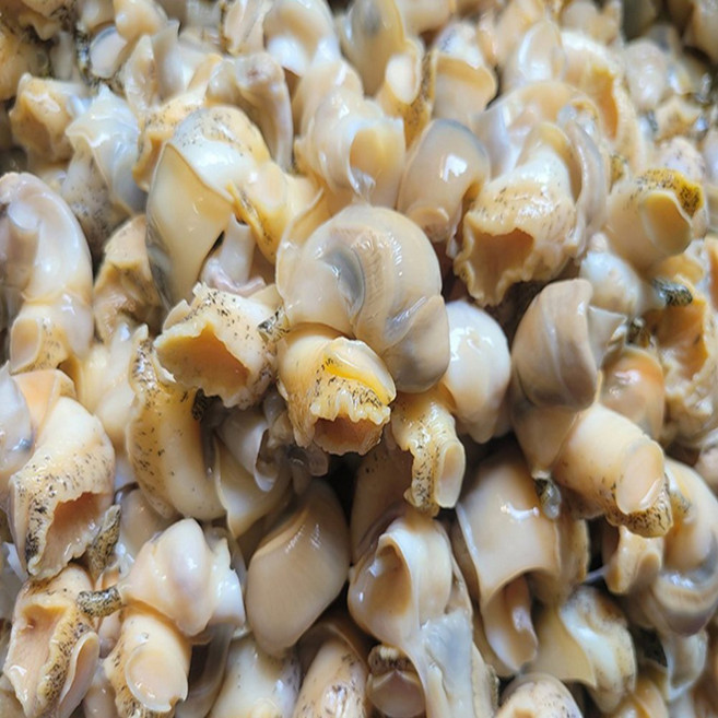 깐 자숙 백골뱅이 250g 자숙골뱅이
