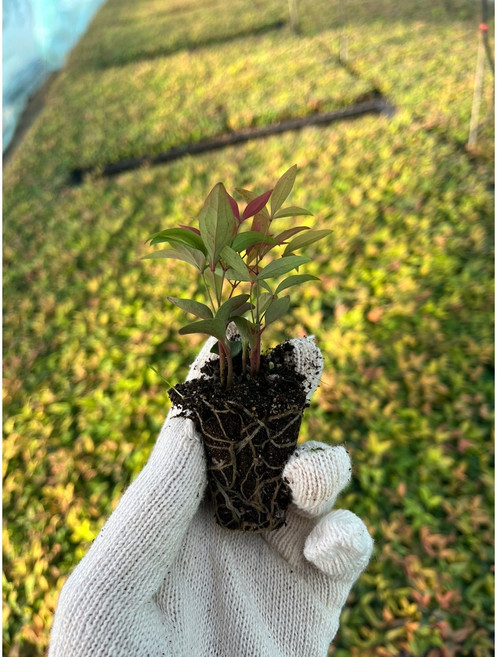 (농업창조) 남천나무 1년생 모종 묘목 남천나무, 1개