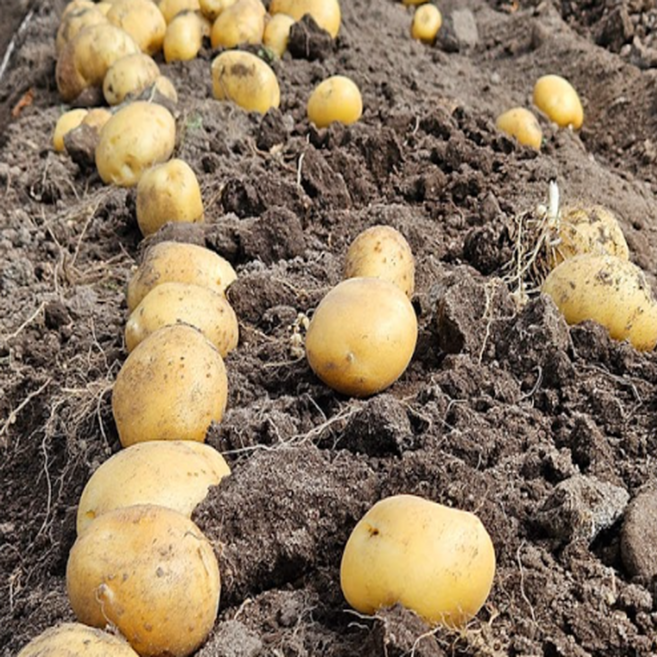 당일재배 국내산 수미감자 특품 Potato, 1박스, 10kg (중)