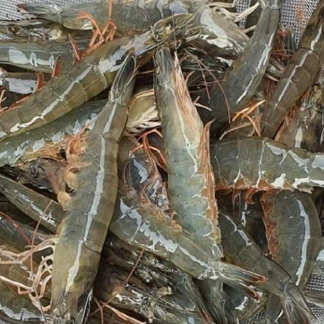 국내산 흰다리새우 1kg(30미내외) 제철 세척 신안군 활새우, 1개, 1kg