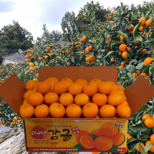 [캡프티] 제주 고당도 타이벡 감귤 산지직송 최상급 품질, 1박스, 당도보장 조생 타이벡감귤 10kg 로얄과(S/M)