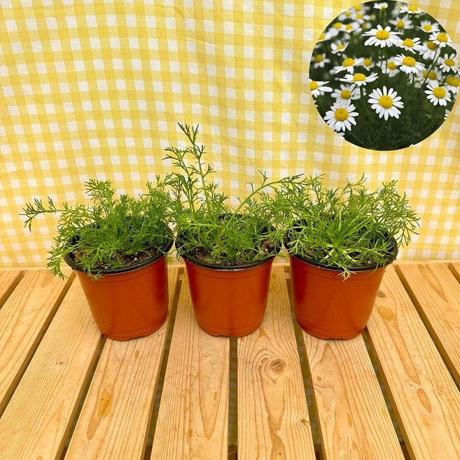 캐모마일 카모마일 꽃피는 식용허브 2+1, 1개