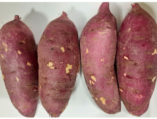 아빠의 마음 세척 꿀고구마, 10kg (특상품), 1개