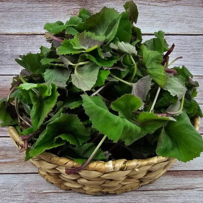 싱싱햇 노지 머위 머위나물 제철 봄나물 산나물, 1kg, 1박스