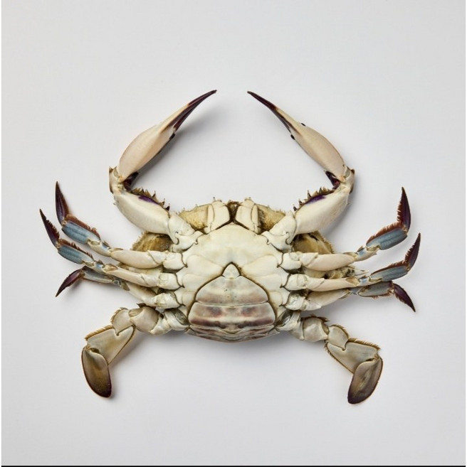 꽃게 연평도 급냉 알배기 봄 암꽃게 1KG, 1개, 1.알배기 봄 암꽃게 특대 2-3미