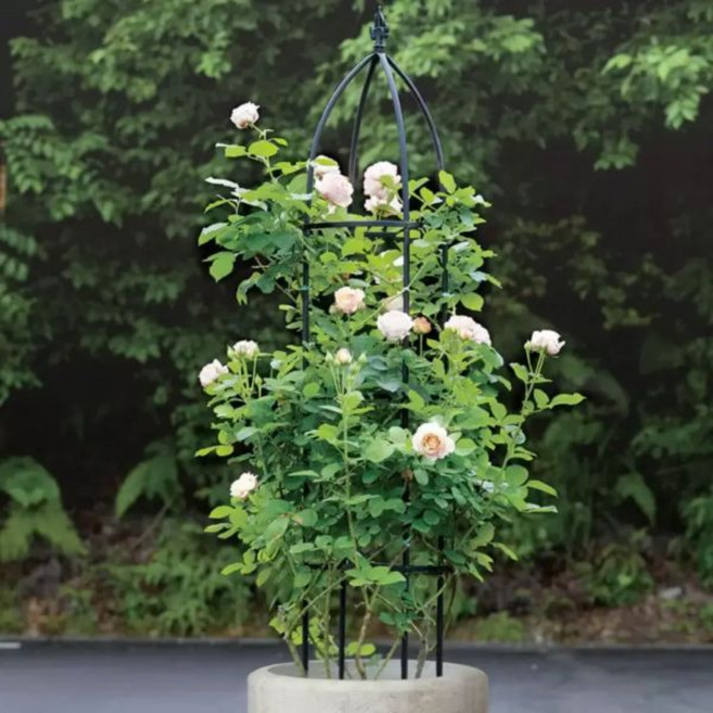 코스트코 타카쇼 오벨리스크 철제 덩굴시렁 1.9m