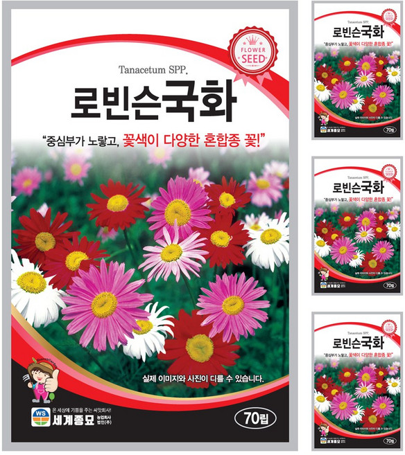 로빈슨국화 씨앗 꽃씨 70립 꽃씨앗 세계종묘 모칸도, 4개