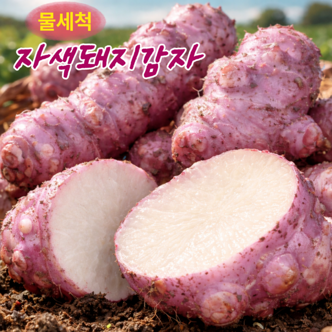 [백화점납품] 특품 세척 뚱단지 자색돼지감자, 1박스, 2kg