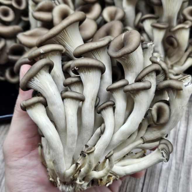 경기도 광주 무농약 흑타리버섯 대용량 2kg