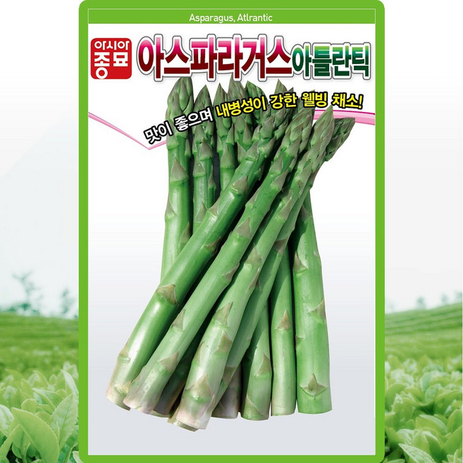 아시아종묘 아틀란틱 아스파라거스 씨앗 40립 아스파라거스씨 종자, 1개