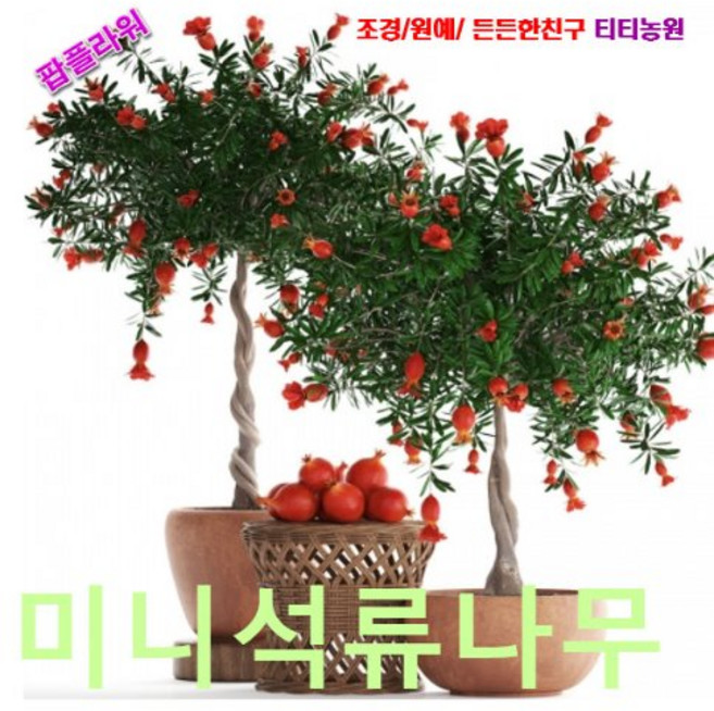 씨앗나라 미니석류나무 씨앗 5립