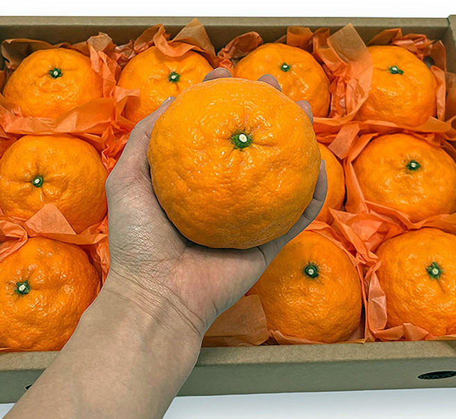 제주 카라향 제주도 카라향 택배 카라향 한박스 귤로향 노지카라향 하우스카라향, 1개, 3kg 10-20과 선물세트